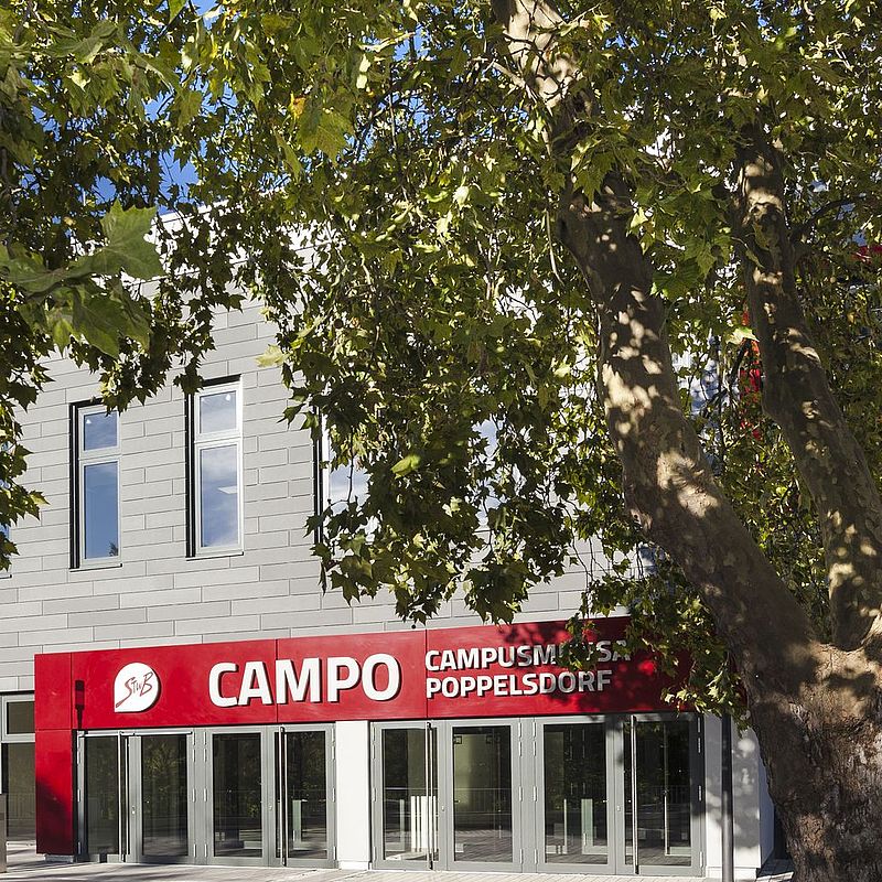 CAMPO Campusmensa Poppelsdorf im Sommer, Blick unter dem Baum hervor auf den Eingang. Der große Baum steht vor dem Eingang.